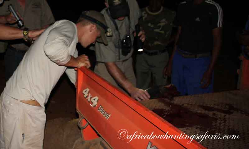 Limpopo bushbuck bow hunting South Africa