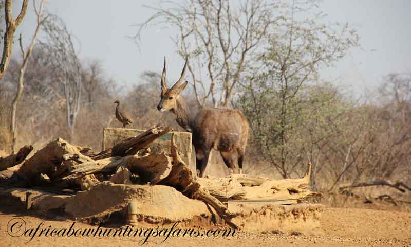 Limpopo bushbuck bow hunting