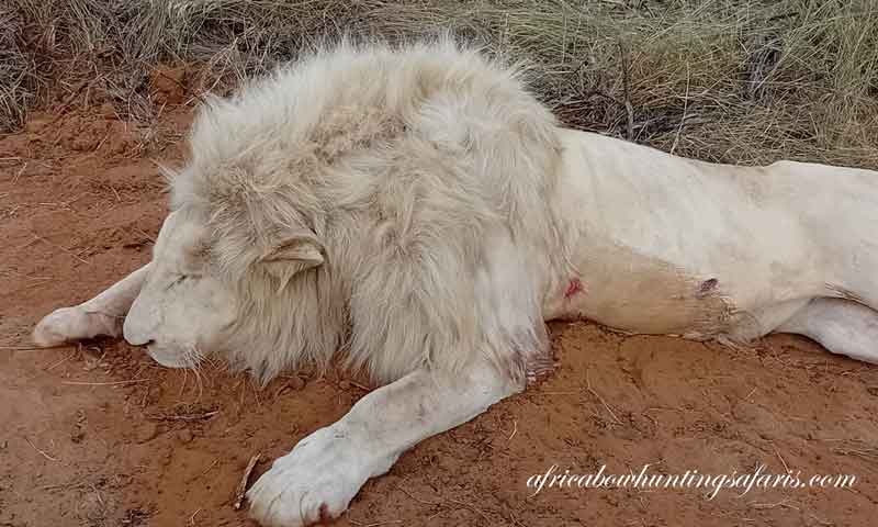 Shot placement bow hunting African white lions