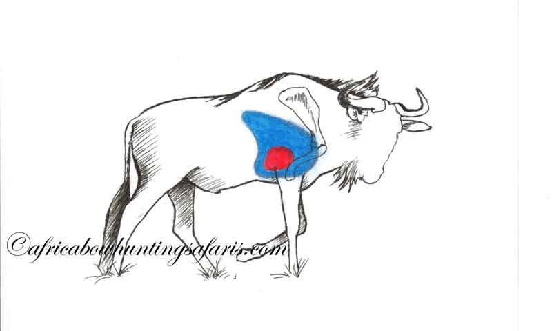 Shot placement diagram bow hunting blue wildebeest