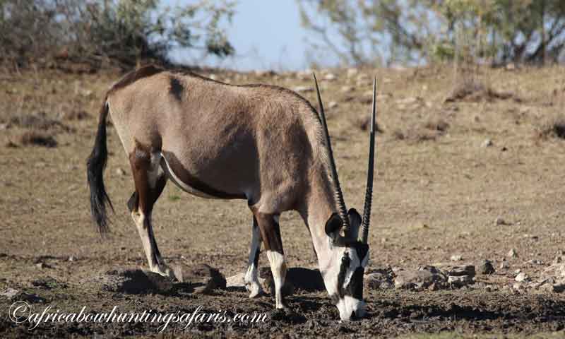 Typical gemsbok bow hunting experience