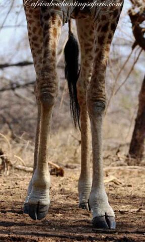 Typical giraffe bow hunting experience