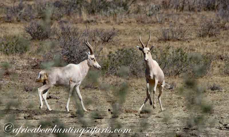 White blesbok bow hunting equipment