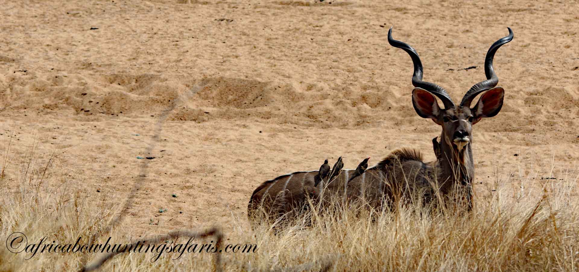 Africa bow hunting trophies