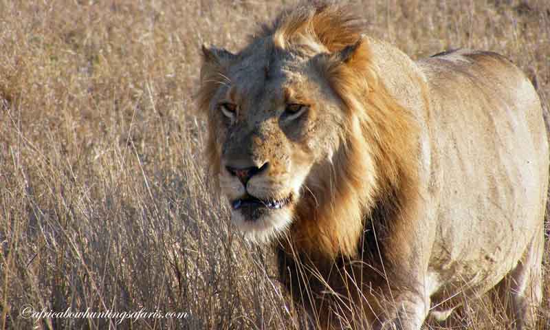 African lion bow hunts