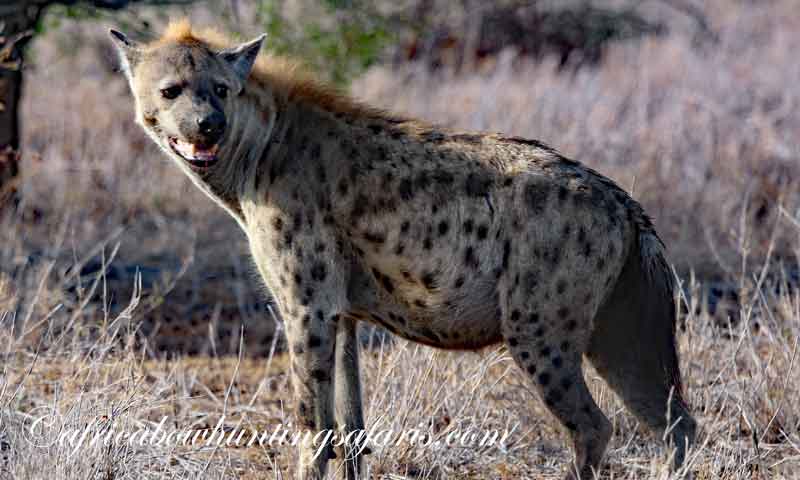 Animals illegal to bow hunt South Africa
