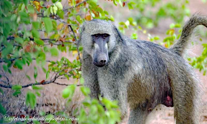 Archery hunting baboons South Africa