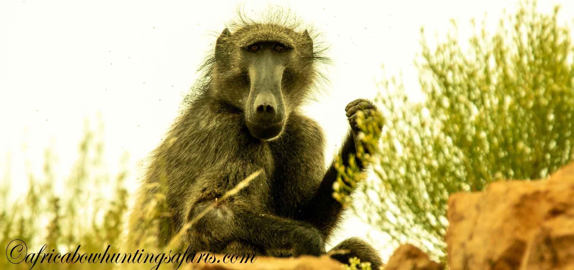 Baboon bow hunting prices