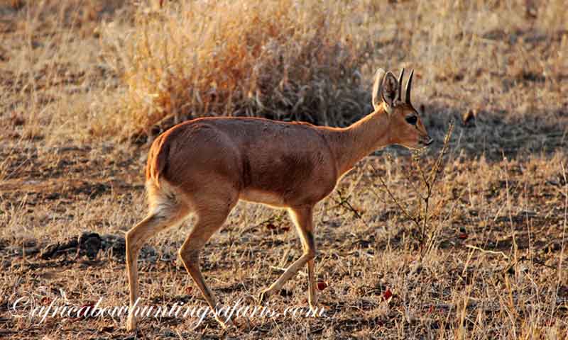 Bow hunt steenbok South Africa a popular choice