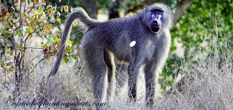 Bow hunting baboon shot placement image
