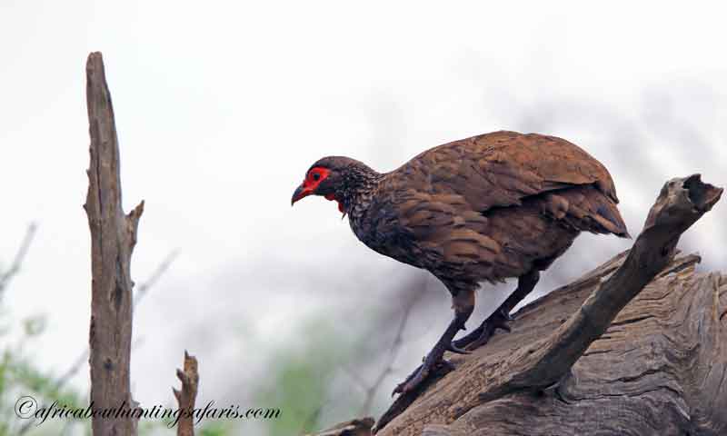 Bow hunting dangerous game Africa information