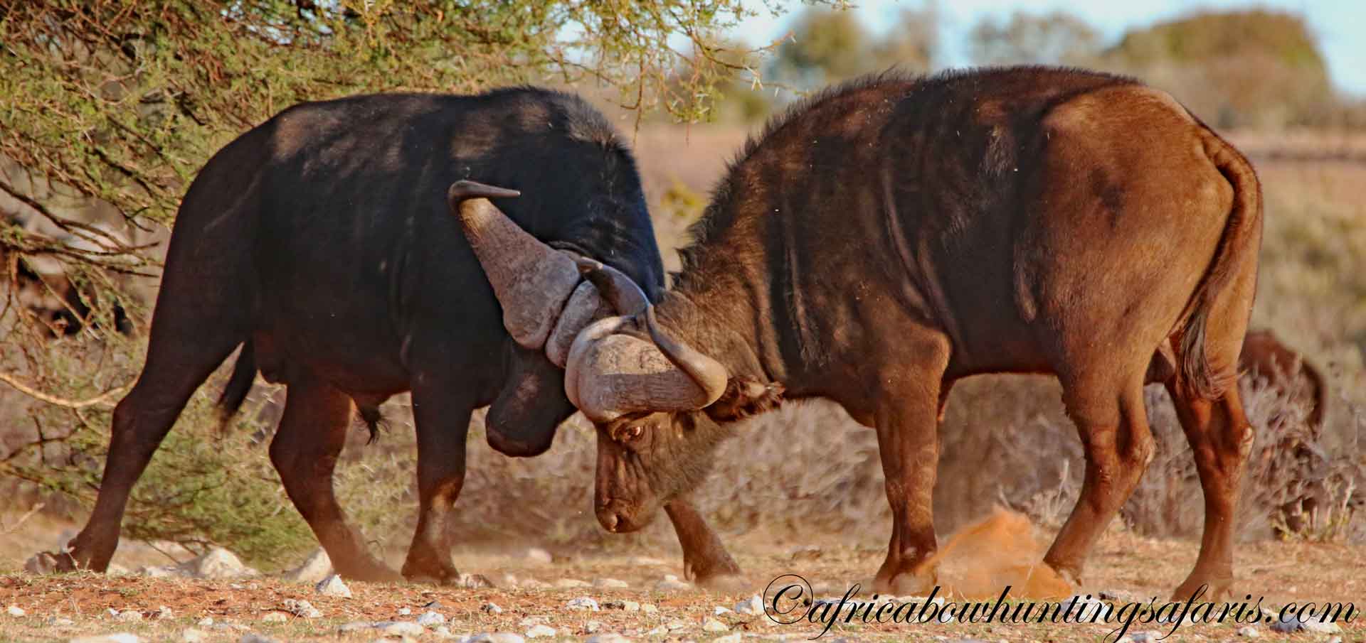 Bow hunting dangerous game in Africa