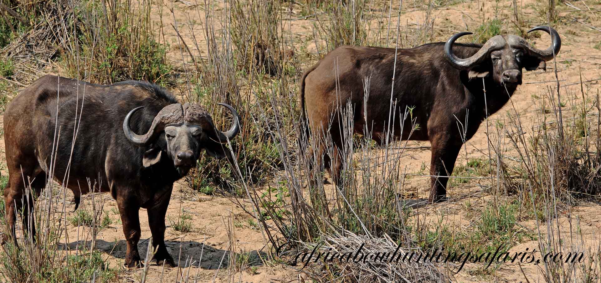 Bow hunting information Africa