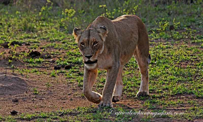 Bow hunting lioness