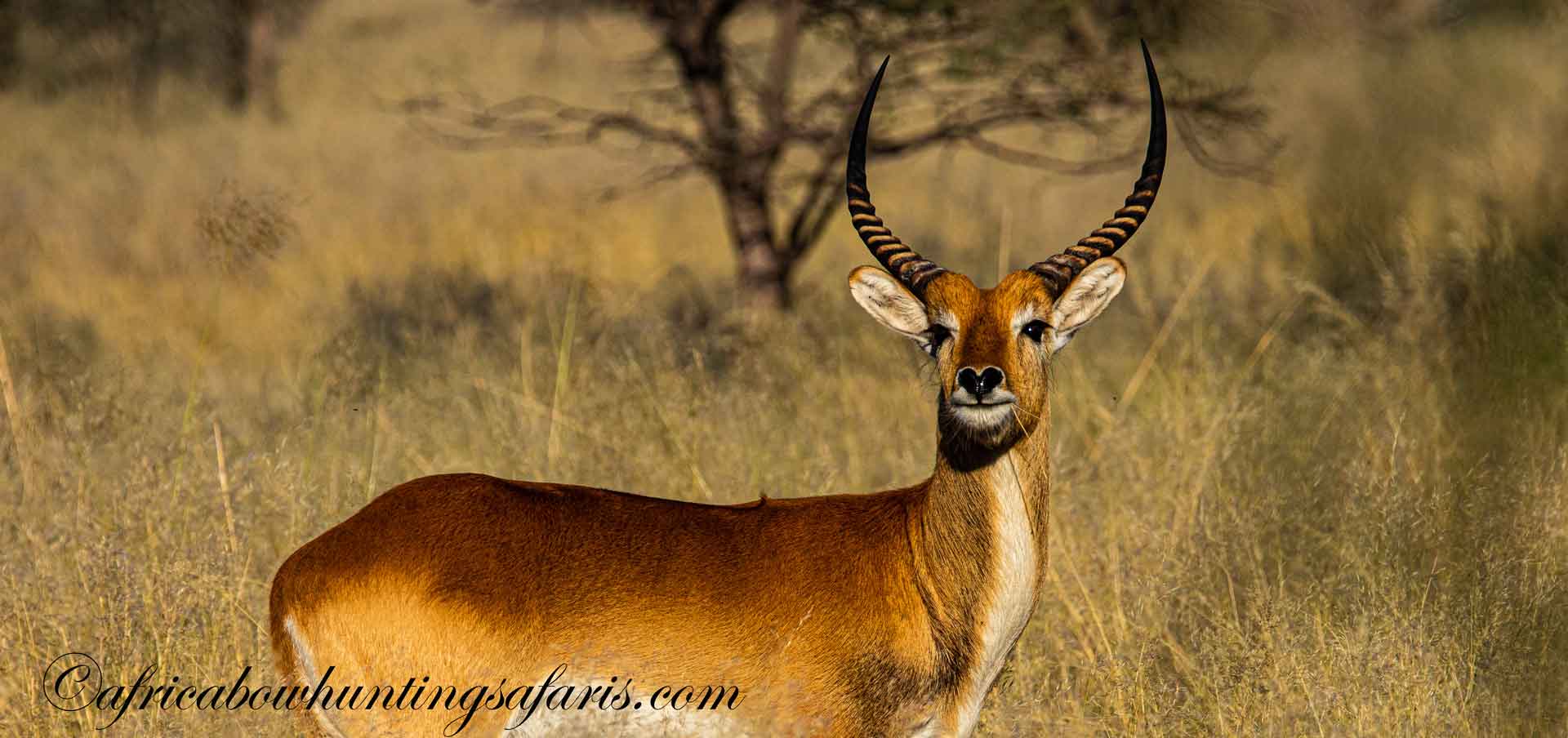 Bow hunting packages South Africa plains game