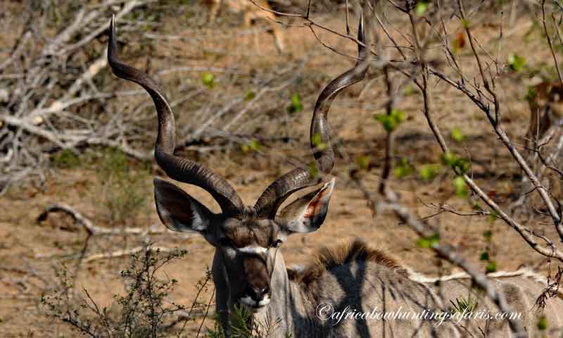 Bow hunting plains game Africa