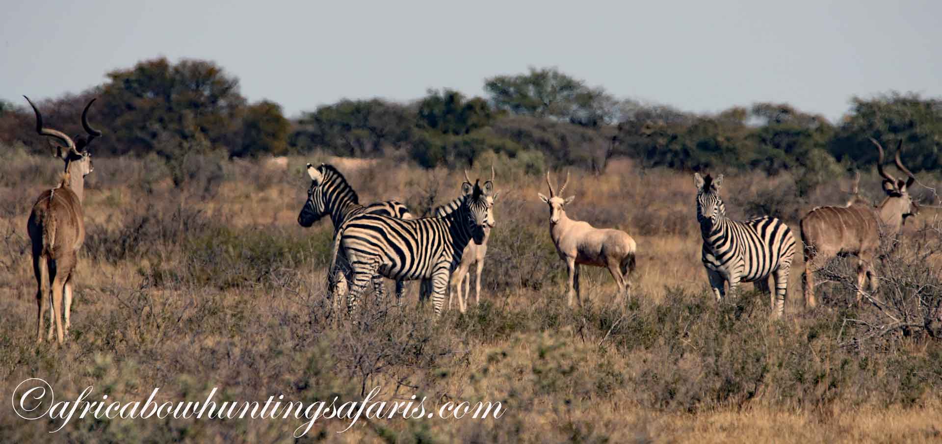Bow hunting plains game South Africa