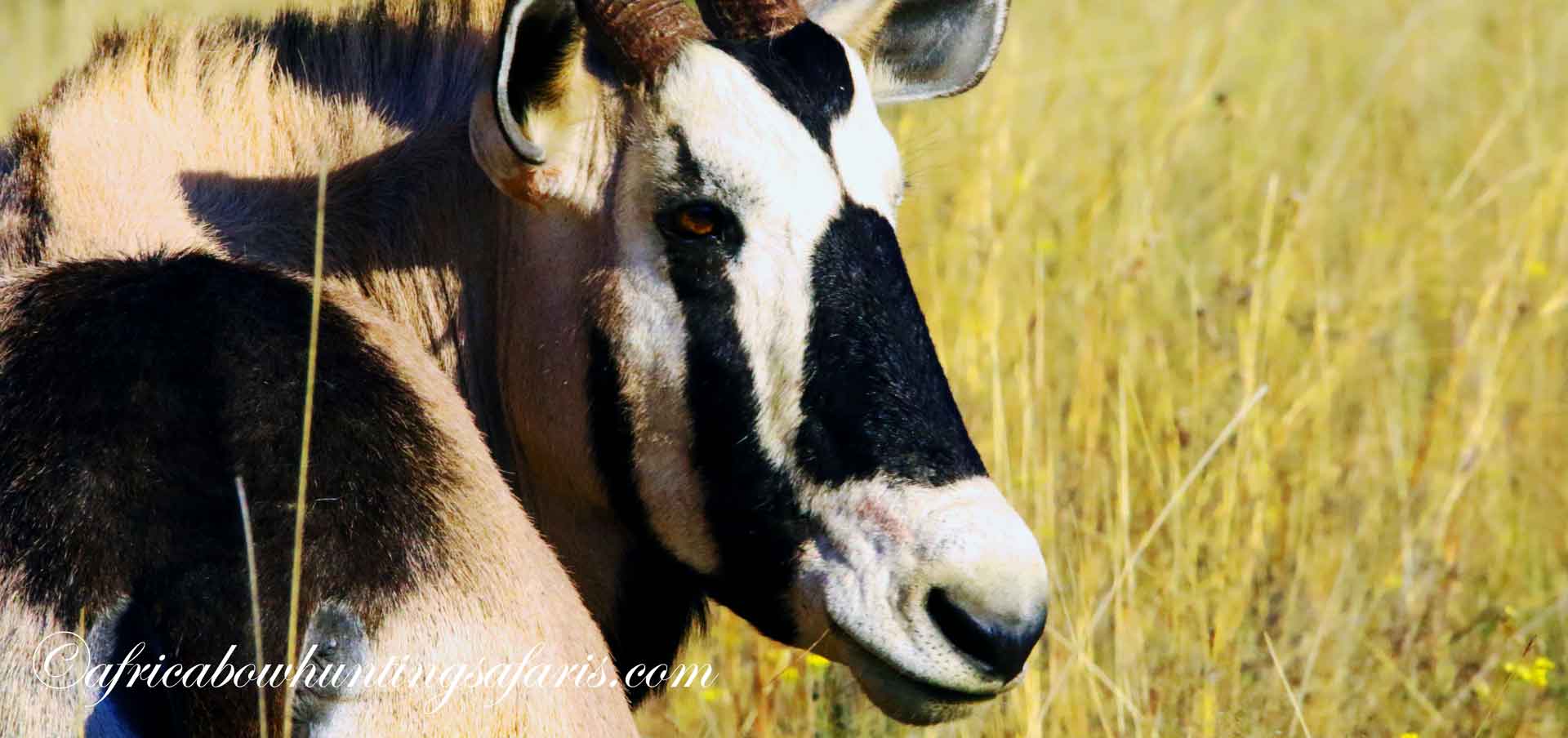 Bow hunting regulations Africa