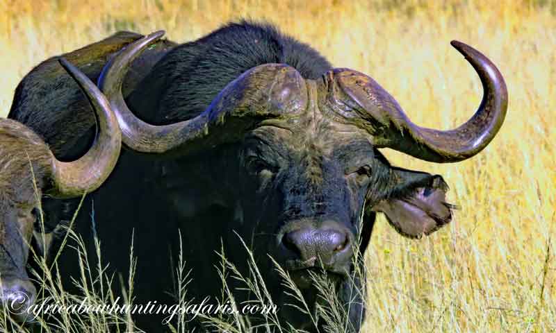Bow hunting regulations Cape buffalo