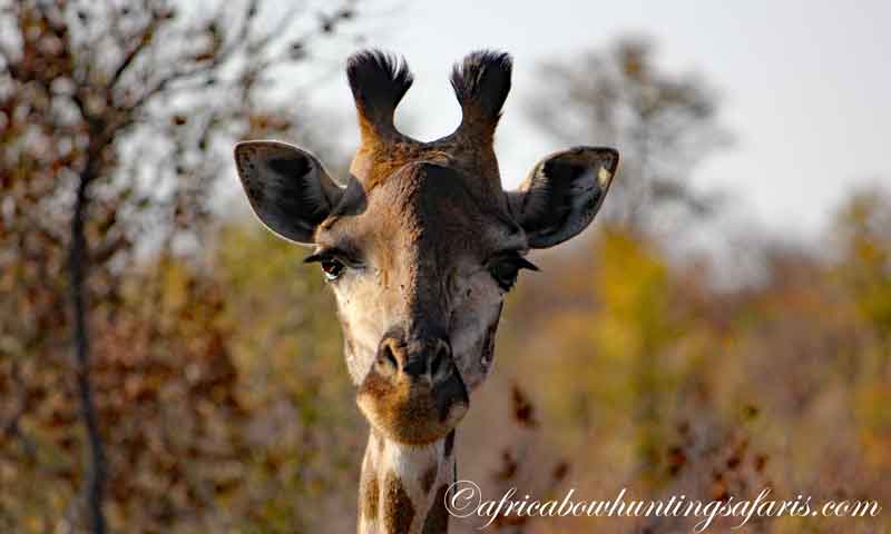 Bow hunting regulations giraffe