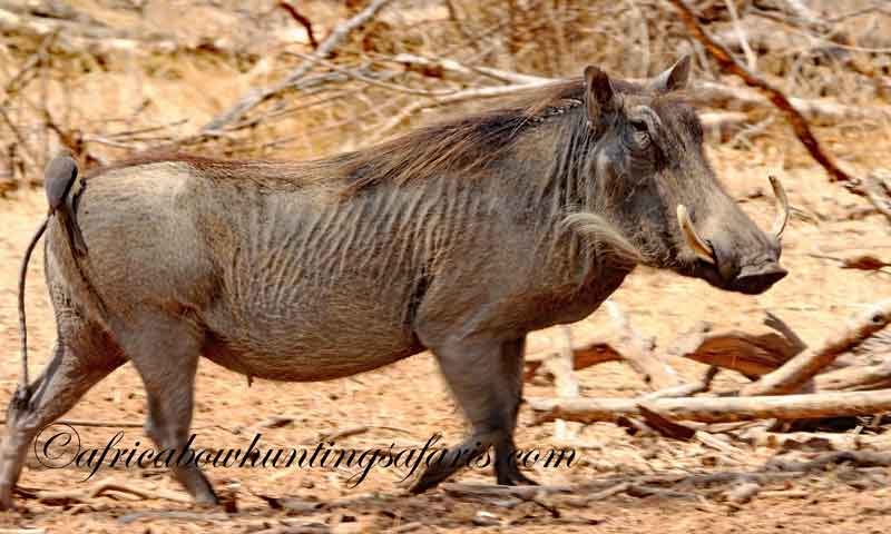 Bow hunting regulations warthog