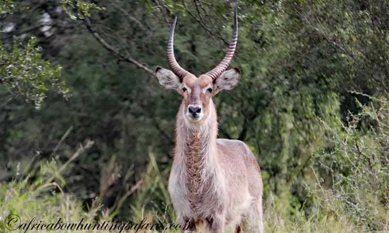 Bow hunting South Africa species