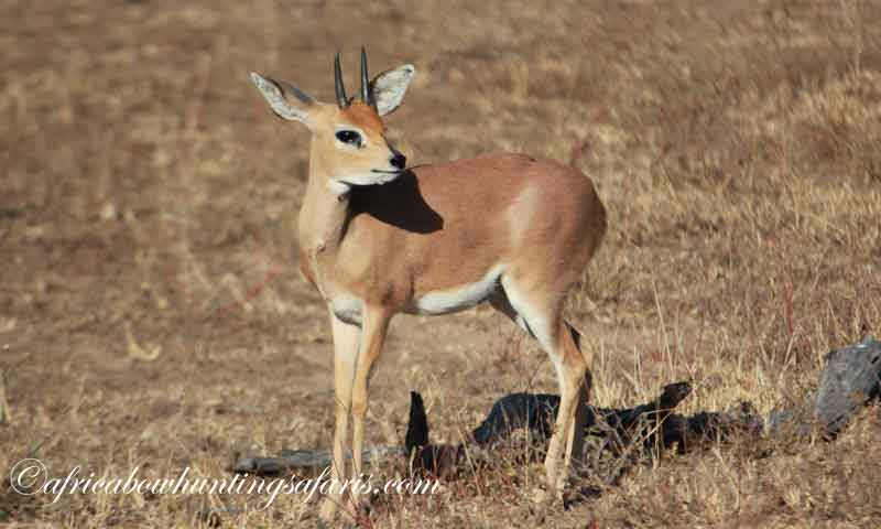 Bow hunting steenbok draw weight