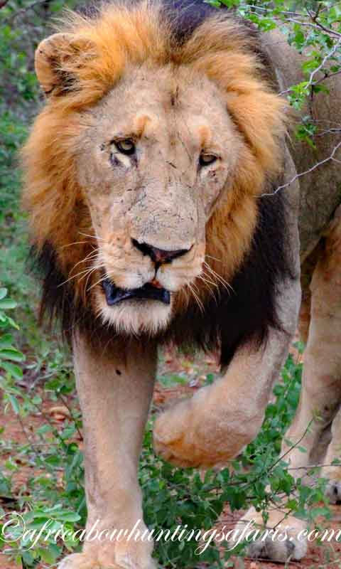 Bow hunting the Big 5 bow hunt African lion