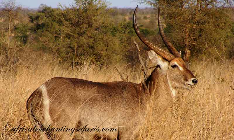 Bow hunting waterbuck a very popular choice with bow hunters