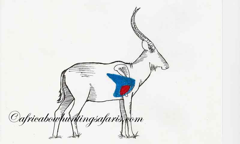 Bow hunting waterbuck shot placement diagram