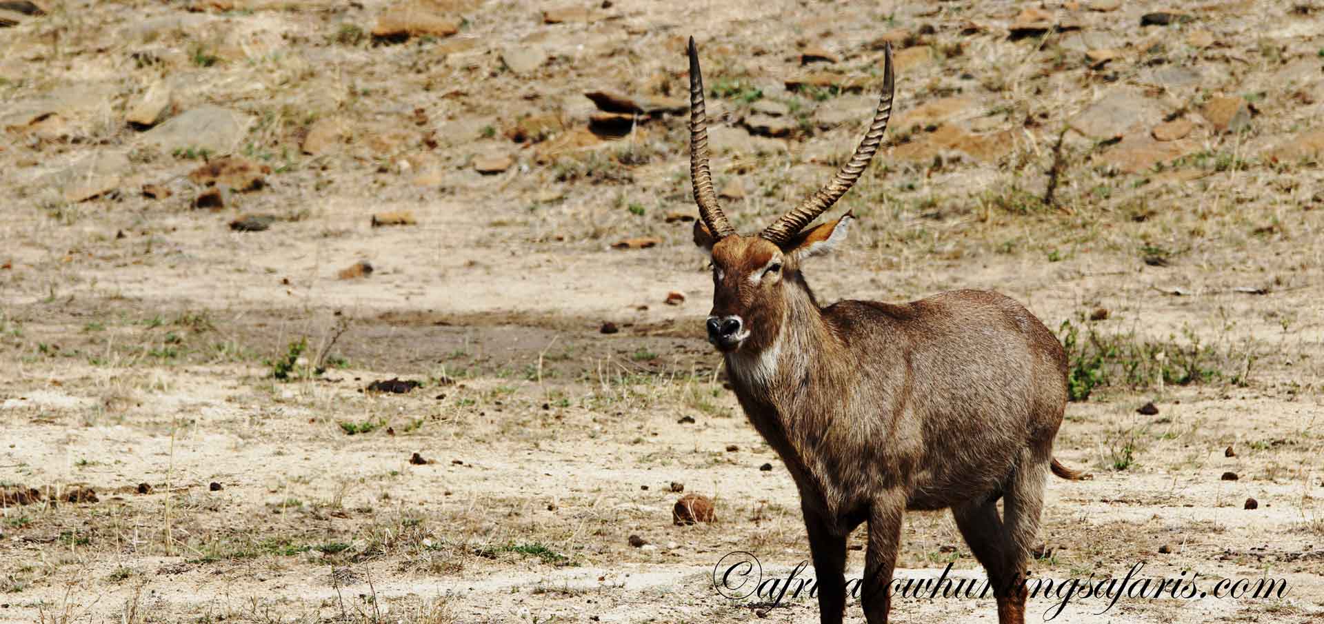 Bow hunting waterbuck South Africa