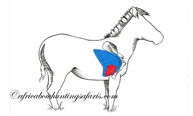 Zebra 9 Bow hunting zebra shot placement diagram