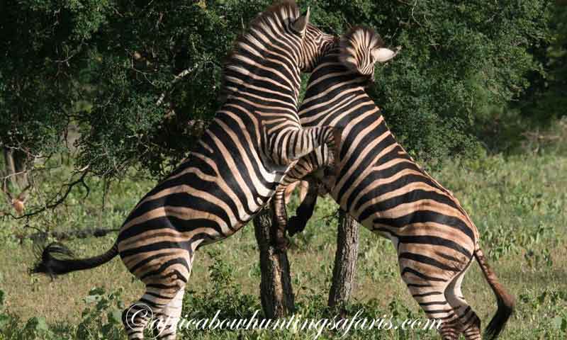 Bow hunting zebra South Africa a popular choice for bow hunters