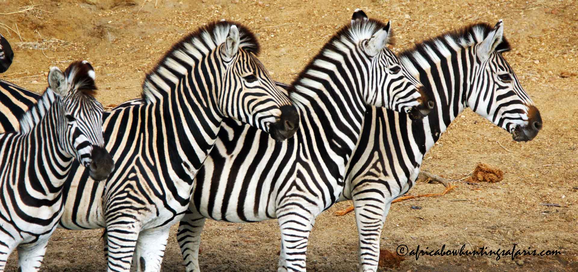 Bow hunting zebra South Africa