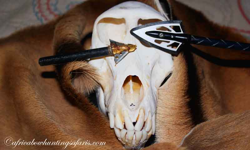 Broad heads bow hunting in Africa