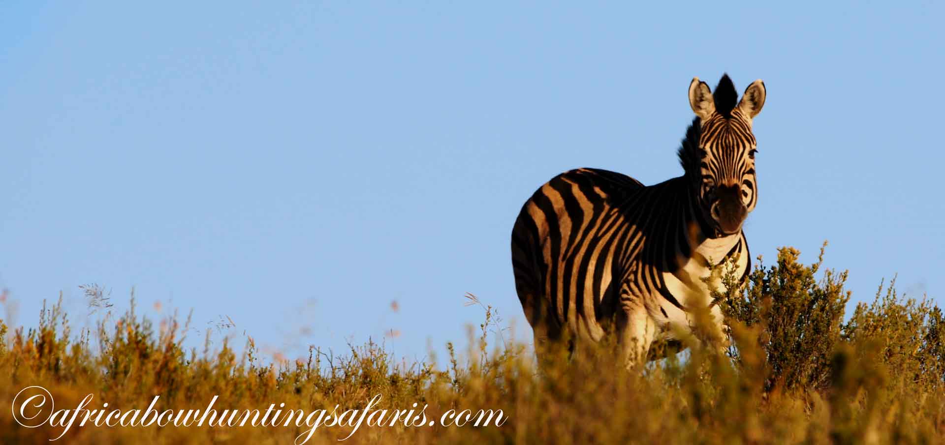 Contact Trophy Trails Outfitters