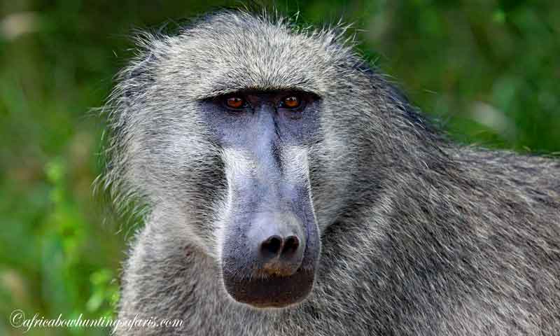 Draw weight bow hunting baboons