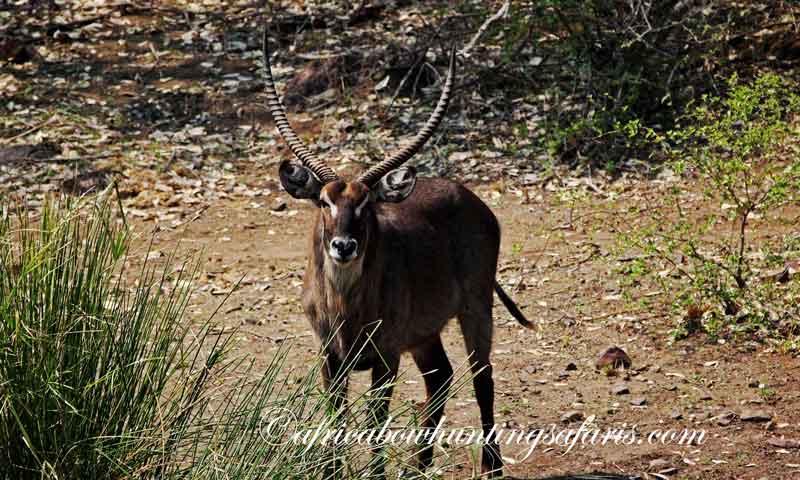 Draw weight bow hunting waterbuck