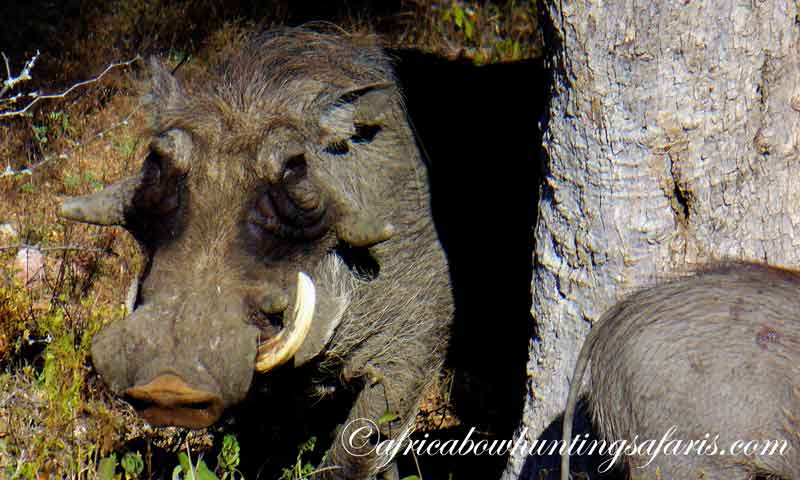 Guided bow hunting plains game South Africa cost