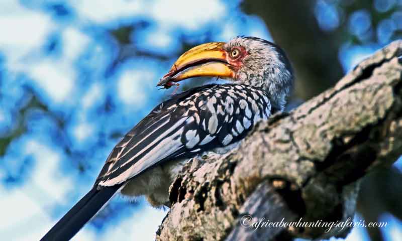 Information bow hunting packages Africa