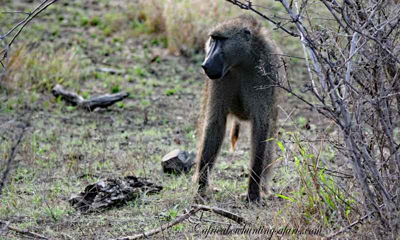 KE bow hunting baboons