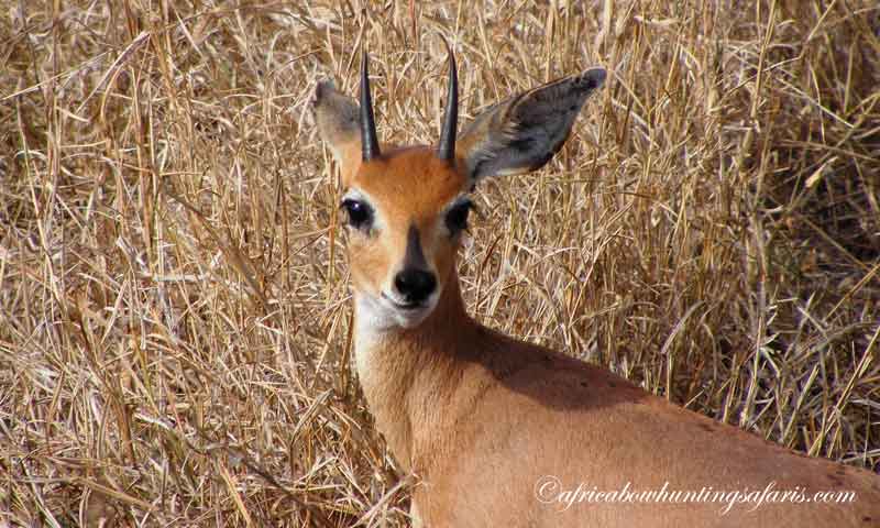 KE bow hunting steenbok