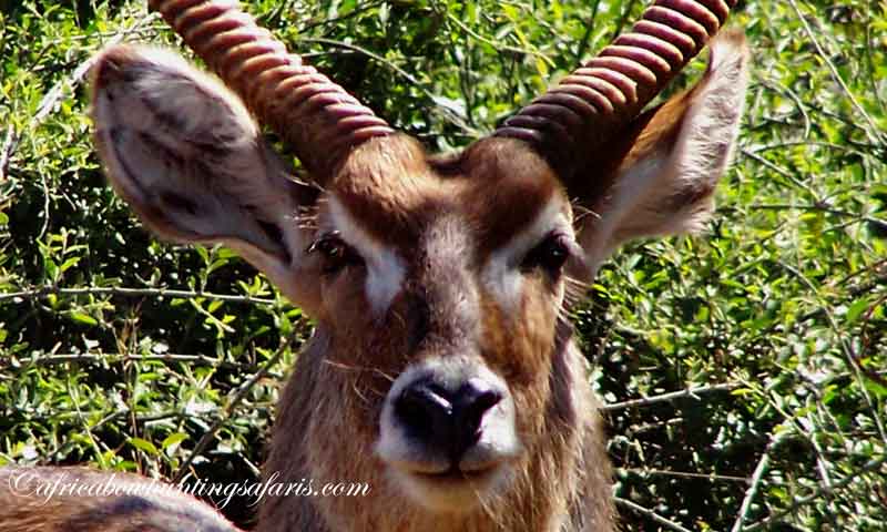 KE bow hunting waterbuck