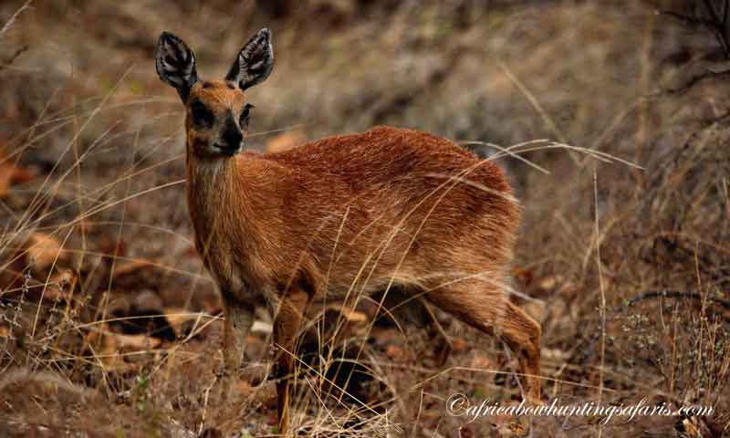 Must have items for a successful trip bow hunting South Africa
