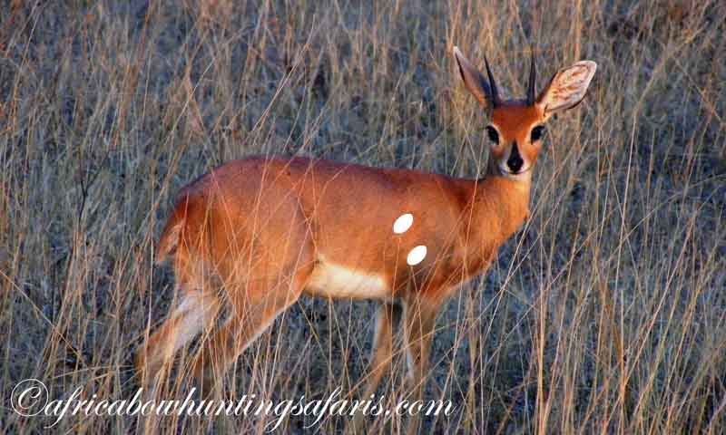Shot placement bow hunting steenbok