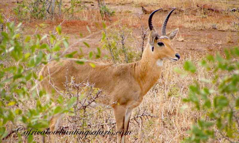 South African bow hunting regulations