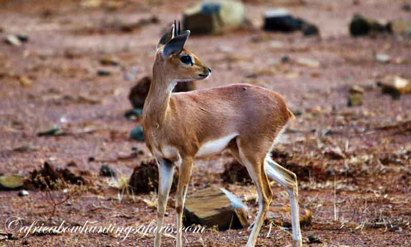 Steenbok bow hunting prices