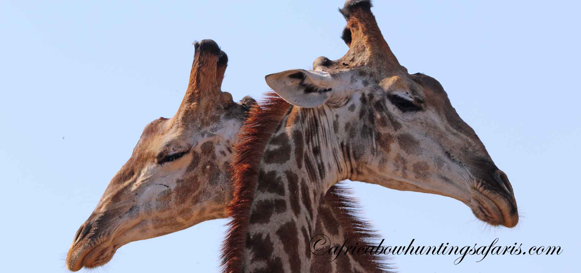 Tips for a successful bow hunting South Africa trip