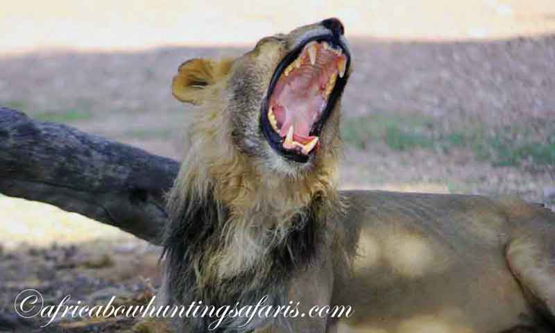 Trophies African lion