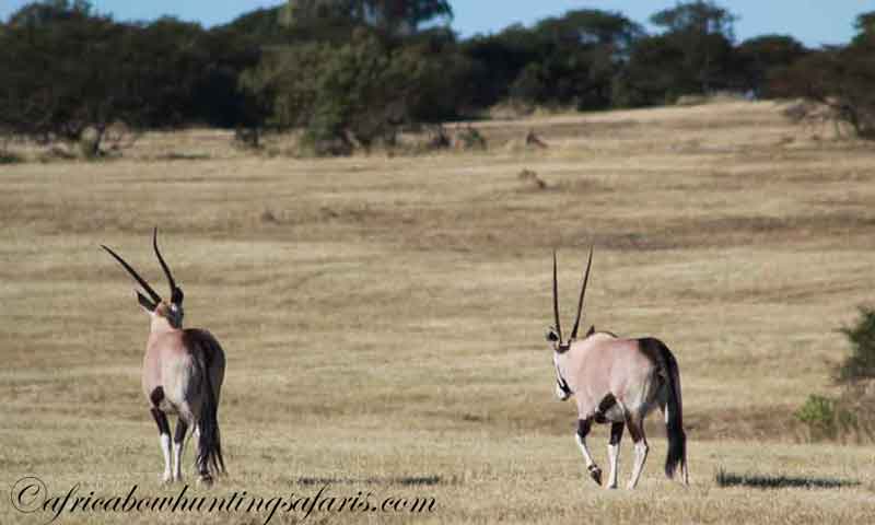 Trophies gemsbok South Africa
